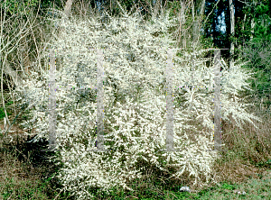 Picture of Prunus angustifolia 
