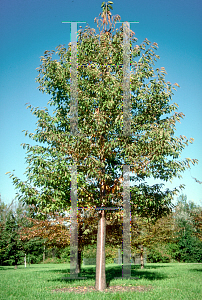 Picture of Prunus avium 