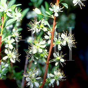 Picture of Prunus besseyi 