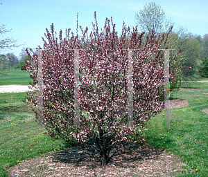 Picture of Prunus x cistena 