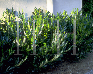 Picture of Prunus laurocerasus 'Otto Luyken'