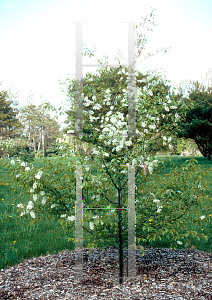 Picture of Prunus padus 