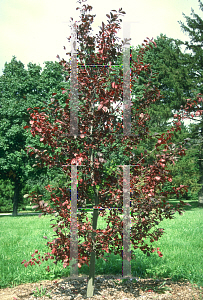 Picture of Prunus virginiana 'Schubert'
