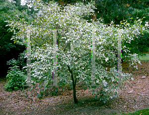 Picture of Ptelea trifoliata 