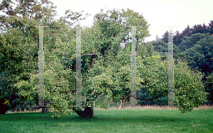 Picture of Pyrus ussuriensis 