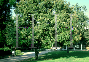 Picture of Quercus agrifolia 