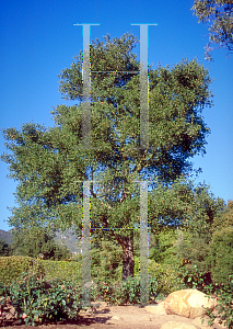Picture of Quercus lobata 