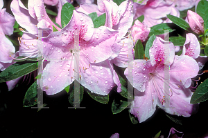 Picture of Rhododendron (subgenus Azalea) 'George L. Taber'