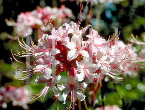 Picture of Rhododendron canescens 