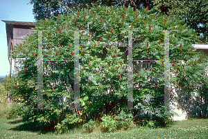 Picture of Rhus typhina 