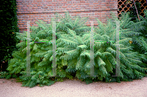 Picture of Rhus typhina 'Lanciniata'