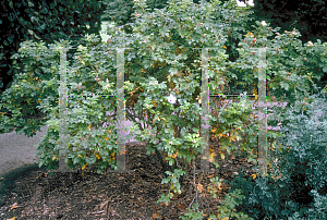 Picture of Rosa rugosa 'Alba'