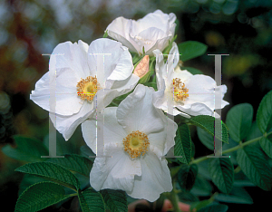 Picture of Rosa rugosa 'Alba'