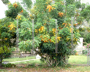 Picture of Schefflera arboricola 