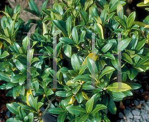 Picture of Skimmia japonica 