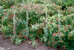 Picture of Spiraea japonica 'Goldflame'