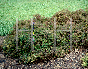 Picture of Spiraea japonica 'Alpina'