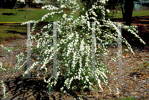 Picture of Spiraea x vanhouttei 