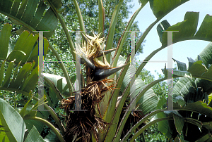 Picture of Strelitzia nicolai 