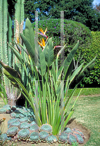 Picture of Strelitzia reginae 