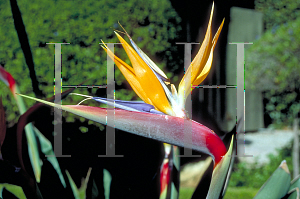 Picture of Strelitzia reginae 