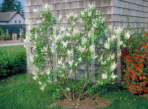 Picture of Syringa vulgaris 'Ellen Willmott'