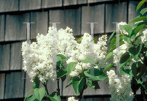 Picture of Syringa vulgaris 'Alba'