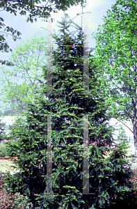 Picture of Taxus cuspidata 'Capitata'