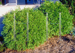 Picture of Thuja occidentalis 'Globosa'