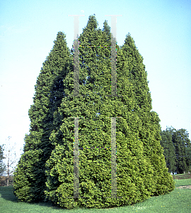 Picture of Thuja occidentalis 'Pyramidalis'