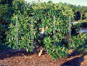 Picture of Tibouchina granulosa 