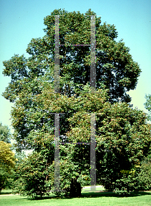 Picture of Tilia platyphyllos 