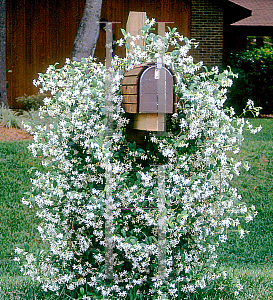 Picture of Trachelospermum jasminoides 