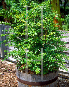 Picture of Triphasia trifolia 