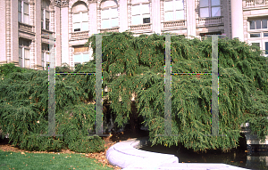 Picture of Tsuga canadensis 'Sargentii'