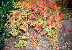 Picture of Vaccinium angustifolium 