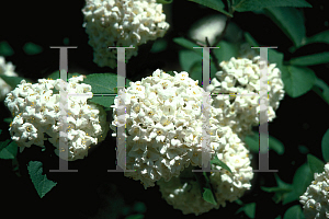 Picture of Viburnum x carlcephalum 