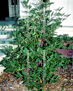 Picture of Viburnum cassinoides 