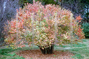 Picture of Viburnum dentatum 