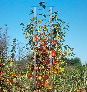 Picture of Viburnum x burkwoodii 