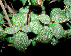 Picture of Viburnum lantana 'Mohican'