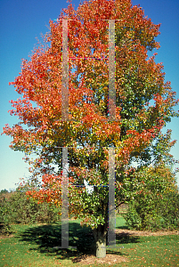 Picture of Pyrus calleryana 'Chanticleer'