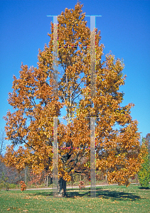 Picture of Quercus acutissima 