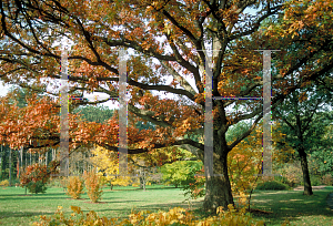 Picture of Quercus alba 