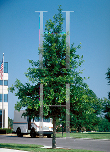 Picture of Quercus austrina 