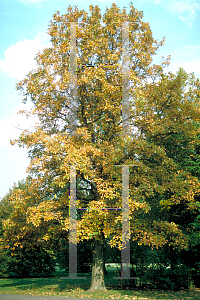 Picture of Quercus bicolor 