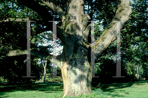 Picture of Quercus cerris 