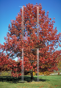 Picture of Quercus coccinea 