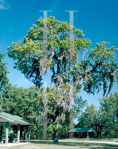 Picture of Quercus falcata 