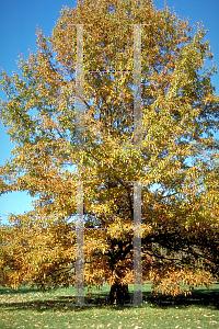 Picture of Quercus imbricaria 